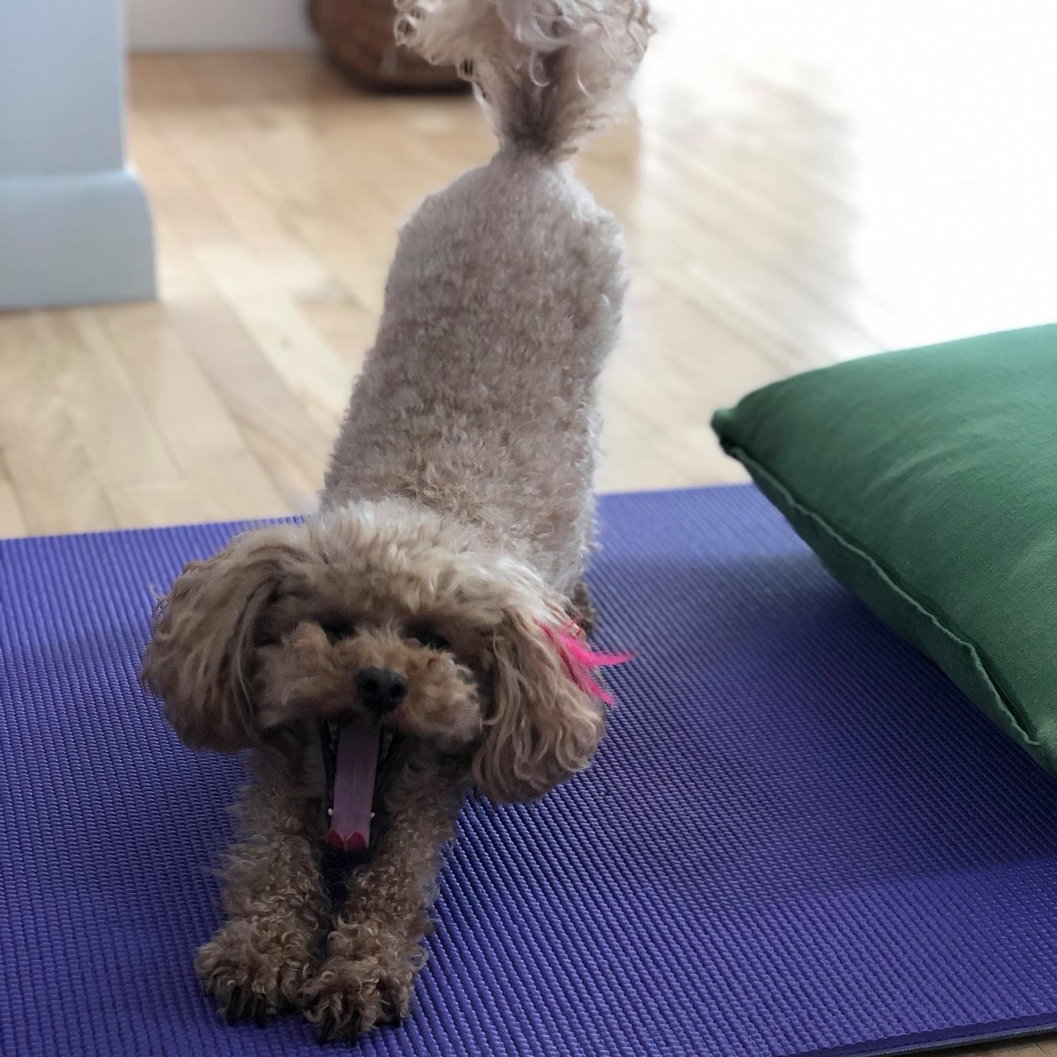 Miss Bliss Yoga – Yoga Classes and Workshops
